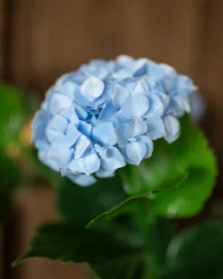 Outdoor-Kunsthortensie