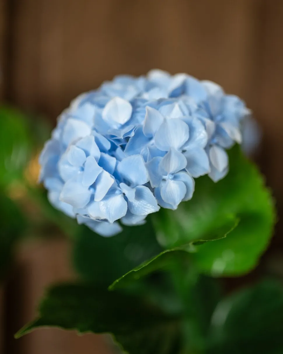 Outdoor-Kunsthortensie