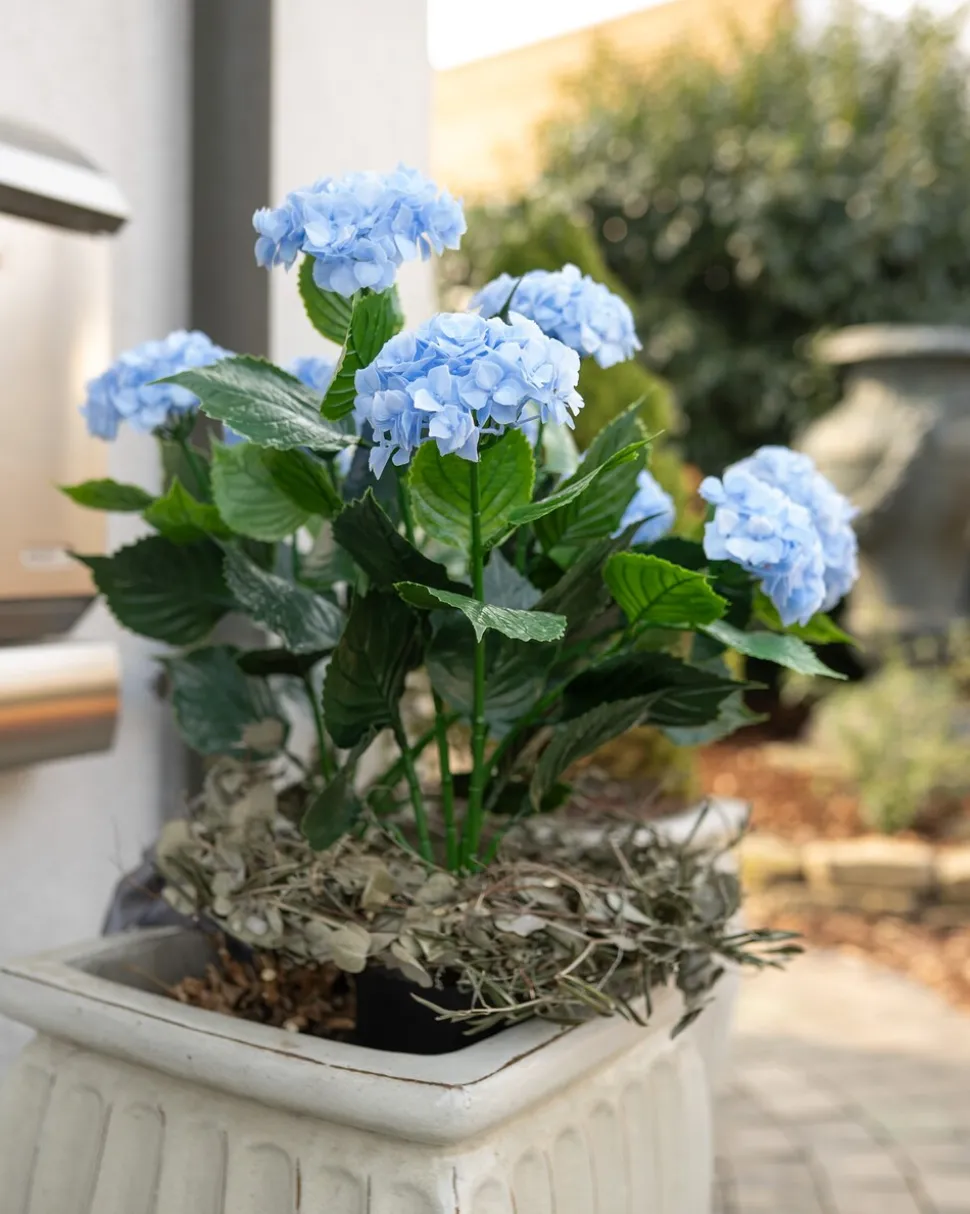 Outdoor-Kunsthortensie